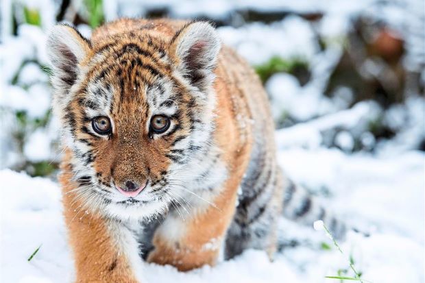 bebe tigre de siberie, tigron, tigrou ou tigreau