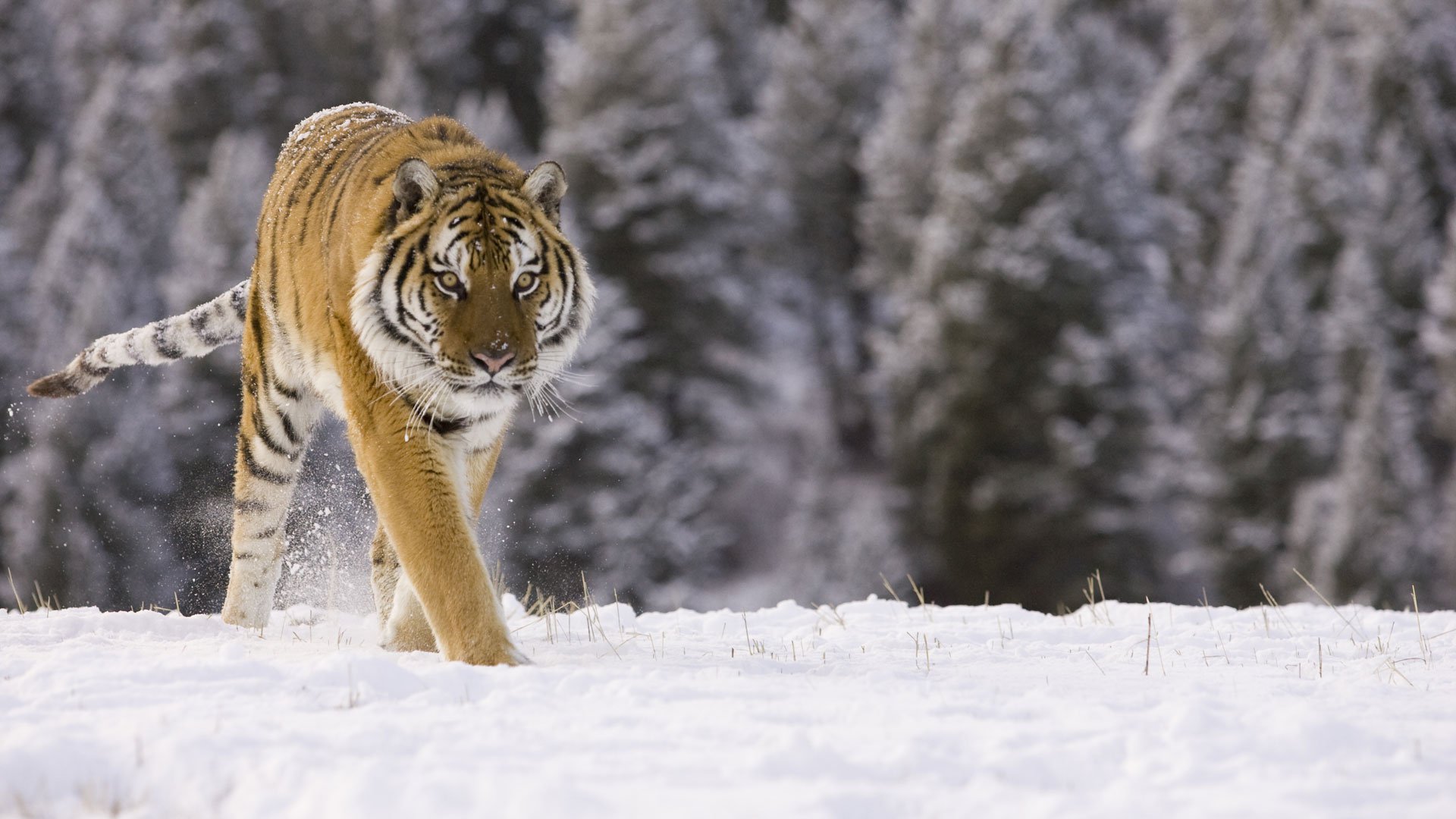 Tigre de siberie : taille, description, biotope, habitat, reproduction