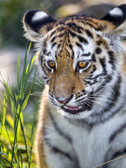 bebe tigre du bengale, tigrou, tigreau, tigron