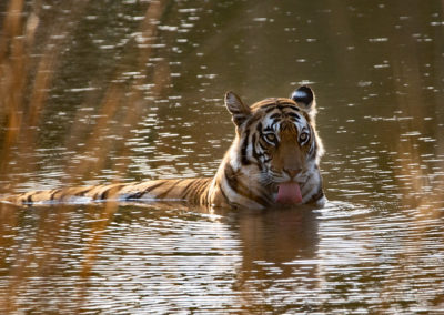 tigre du bengale, félin carnivore menacé d'extinction