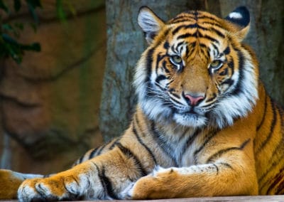 tigre, felin carnivore d'Asie