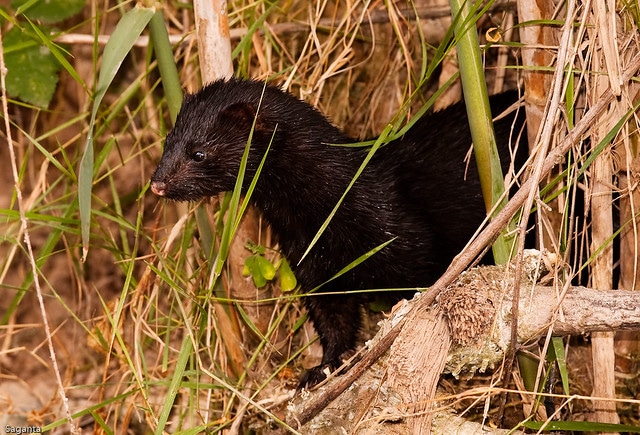 Vison d'Europe : Fiche descriptive complète avec photos - Instinct animal