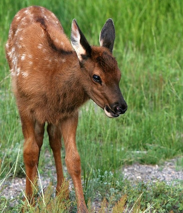 bebe wapiti, jeune faon, cervidé d'Amérique