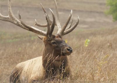 wapiti, cervidé d'Amérique du Nord