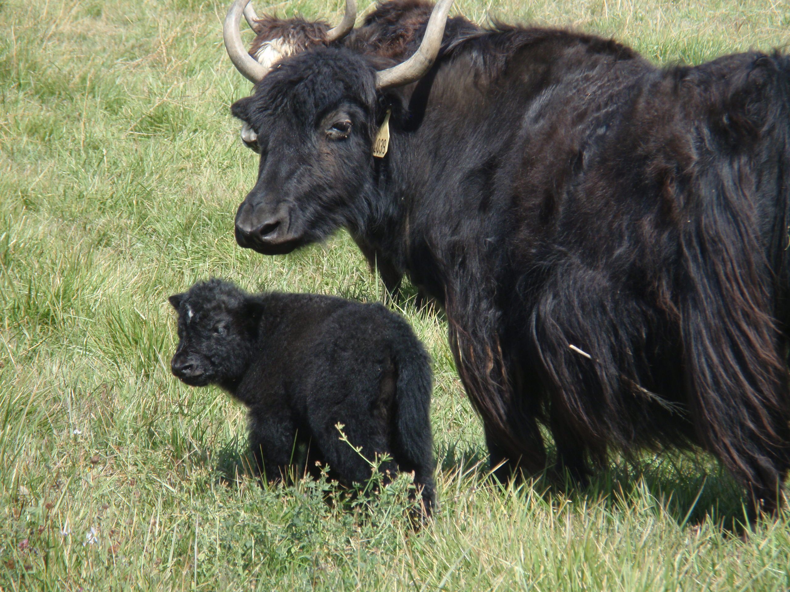jeune bebe yak sauvage, bovidé du Tibet