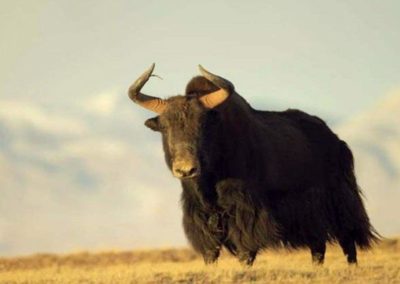 yak sauvage, bovidé du Tibet
