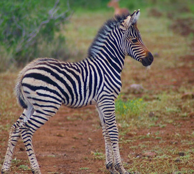 jeune poulain, bebe zebre de Burchell