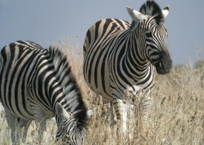 zebre de Burchell, mammifère herbivore d'Afrique