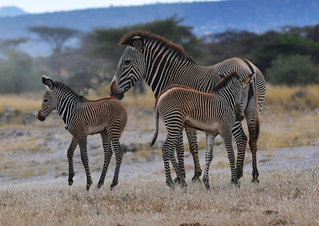 jeunes poulains zebre de grevy, herbivores