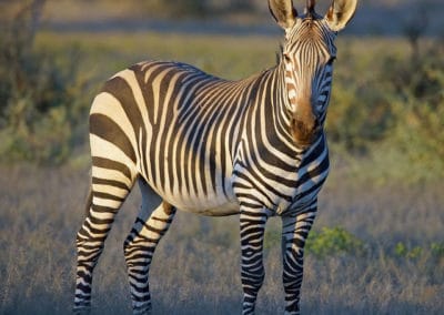 zebre de montagne, herbivore d'Afrique