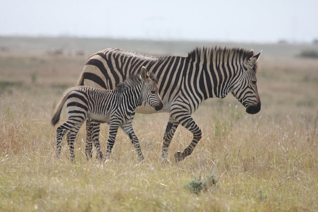 petit bebe zebre de montagne, poulain avec sa mere