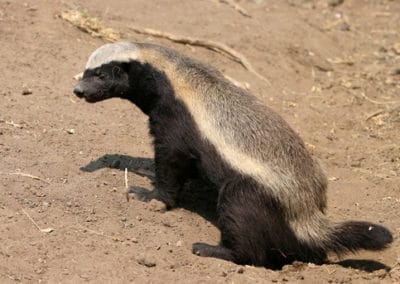 ratel ou zorille du Cap, mammifère carnivore d'Afrique - Instinct animal