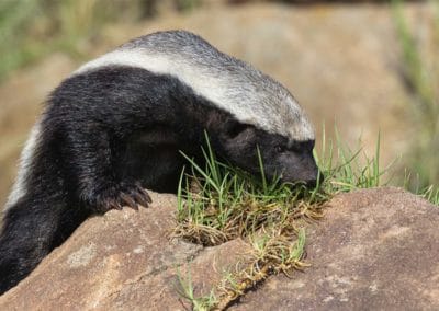 ratel ou zorille du Cap, mammifère carnivore d'Afrique - Instinct animal