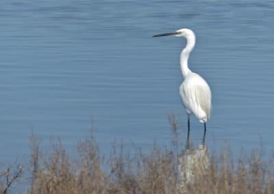 Aigrette garzette - oiseau blanc au long bec - Instinct Animal