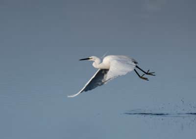 Aigrette garzette en vol - oiseau aux grande ailes - Instinct Animal