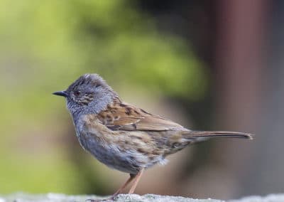 Accenteur mouchet - petit oiseau - Instinct Animal