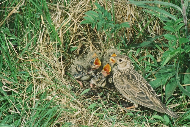 Alouette des champs au nid avec ses bébés poussins - Instinct Animal