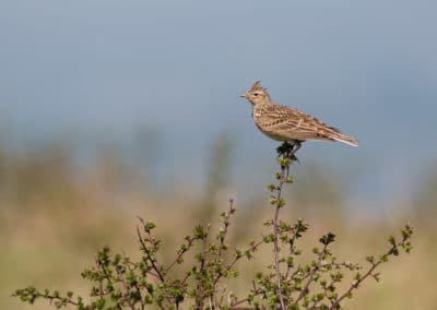 Alouette des champs - oiseau au chant mélodieux - Instinct Animal