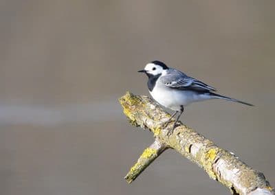 Bergeronnette grise sur un arbre, oiseau noir et blanc - Instinct Animal