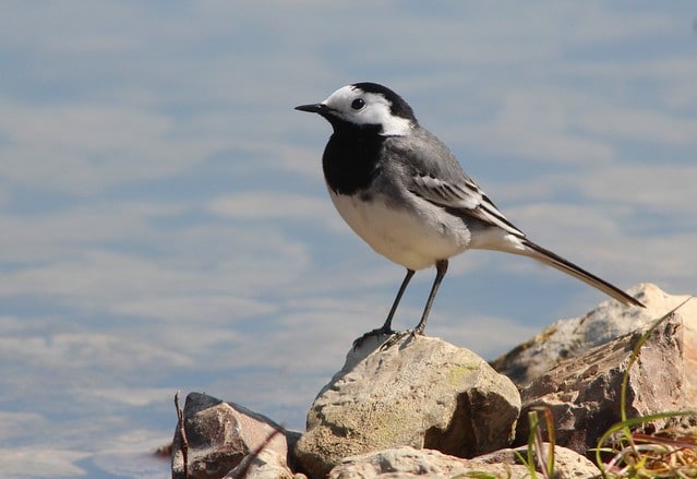 Bergeronnette grise, oiseau noir et blanc - Instinct Animal