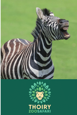 Tarif des billets zoo parc de Thoiry - Instinct animal