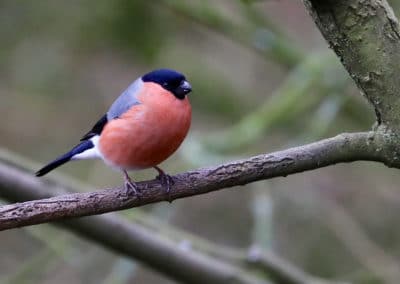 Bouvreuil pivoine mâle sur une branche d'arbre - Instinct Animal