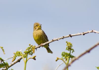 Bruant jaune perché sur une ronce - Oiseau au plumage jaune - Instinct Animal