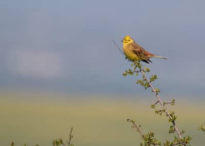 Bruant jaune perché sur une branche - Oiseau au plumage jaune - Instinct Animal