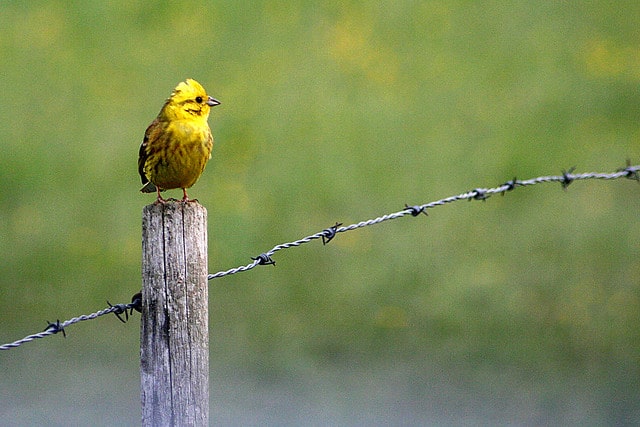 Bruant jaune perché sur un piquet - Oiseau au plumage jaune - Instinct Animal