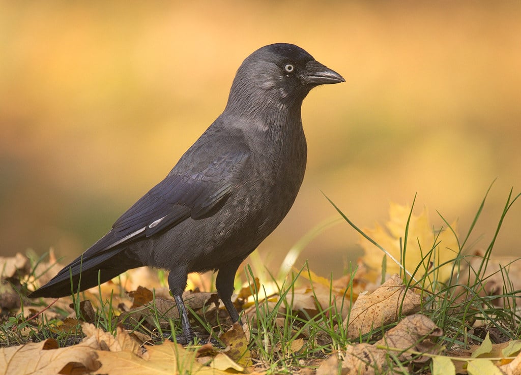 oiseau choucas des tours