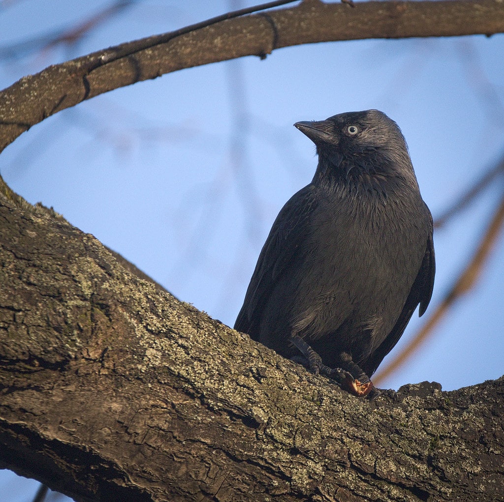 Choucas des tours sur un arbre - oiseau - corvidé - Instinct Animal