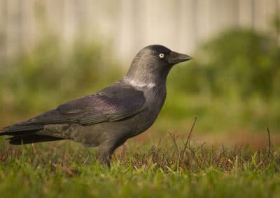 Choucas des tours au sol - oiseau - corvidé - Instinct Animal