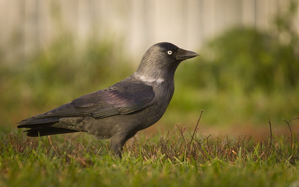 oiseau choucas des tours