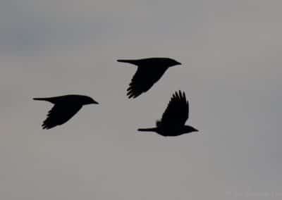 Choucas des tours en vol - oiseau - Instinct Animal