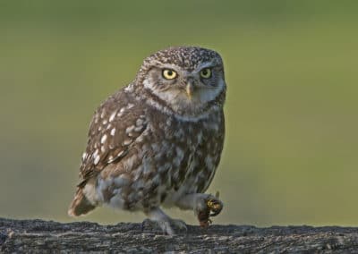 Chouette chevêche d'Athéna - oiseau rapace - Instinct Animal