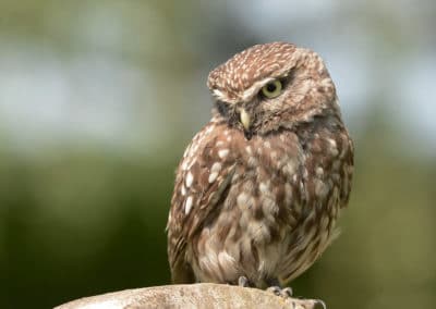 Chouette chevêche d'Athéna - oiseau rapace - Instinct Animal