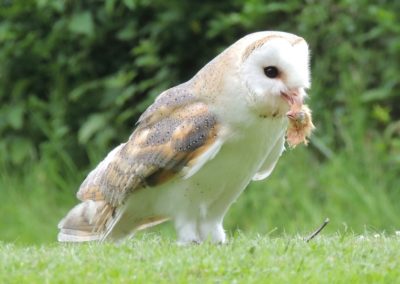 Une chouette effraie des clochers mange sa proie - Instinct Animal