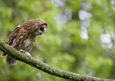 Chouette hulotte perchée sur un arbre - oiseau forestier - Instinct Animal