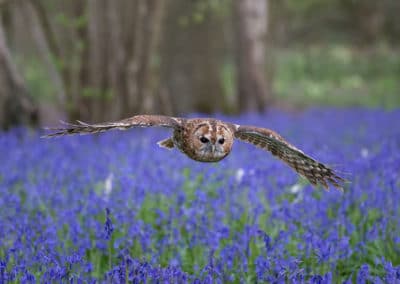 Chouette hulotte en vol - rapace nocturne - Instinct Animal