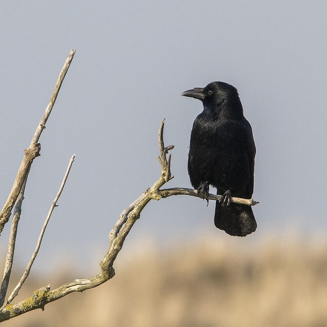 Corneille noire sur une branche, oiseau, corvidé - Instinct Animal