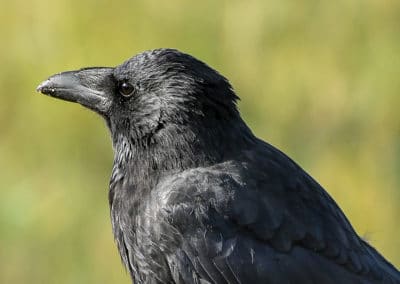 Corneille noire en vol - oiseau - Instinct Animal