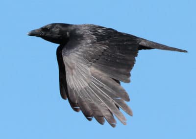 Corneille noire en vol - oiseau - Instinct Animal