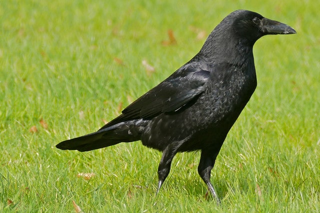 Corneille noire - oiseau, corvidé - Instinct Animal