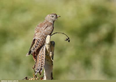 Coucou gris femelle - oiseau parasite - Instinct animal