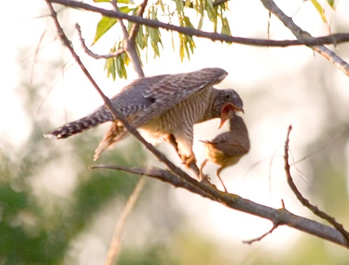 Un oiseau hôte donne la becquée à un coucou gris, oiseau parasite - Instinct animal