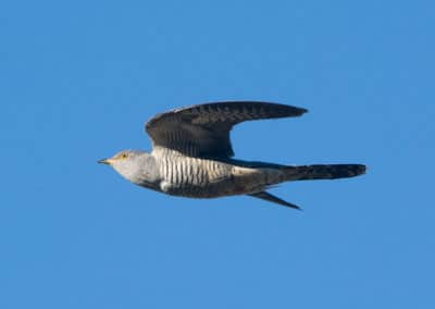 Coucou gris - oiseau parasite - Instinct animal