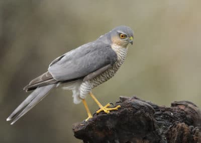 Epervier d'Europe à l'affut - oiseau de proie - Instinct Animal