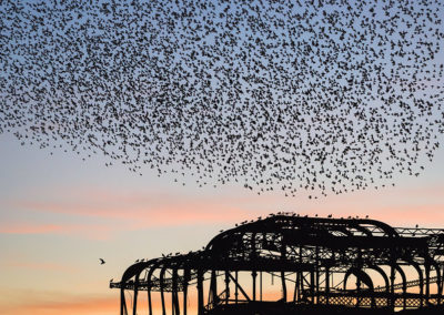 Nuée d'étourneaux sansonnet dans le ciel - colonie d'oiseaux - Instinct Animal