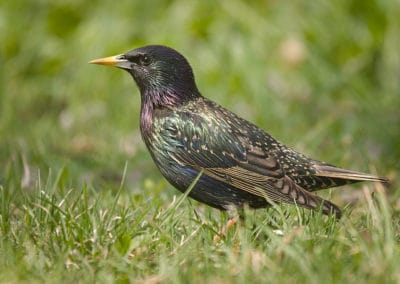 Etourneau sansonnet, oiseau passereau - Instinct Animal