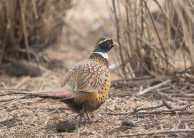 Faisan de Colchide - gibier élevé pour la chasse - Instinct Animal